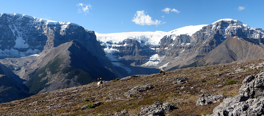 Mt. Kitchener, Snowdome Glacier and Mt. Stuttfield from Tangle Ridge